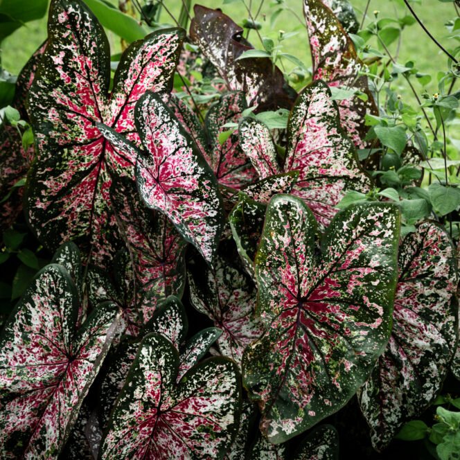 
 Bikin Taman Bernuansa Merah Putih dengan 7 Tanaman Hias Ini